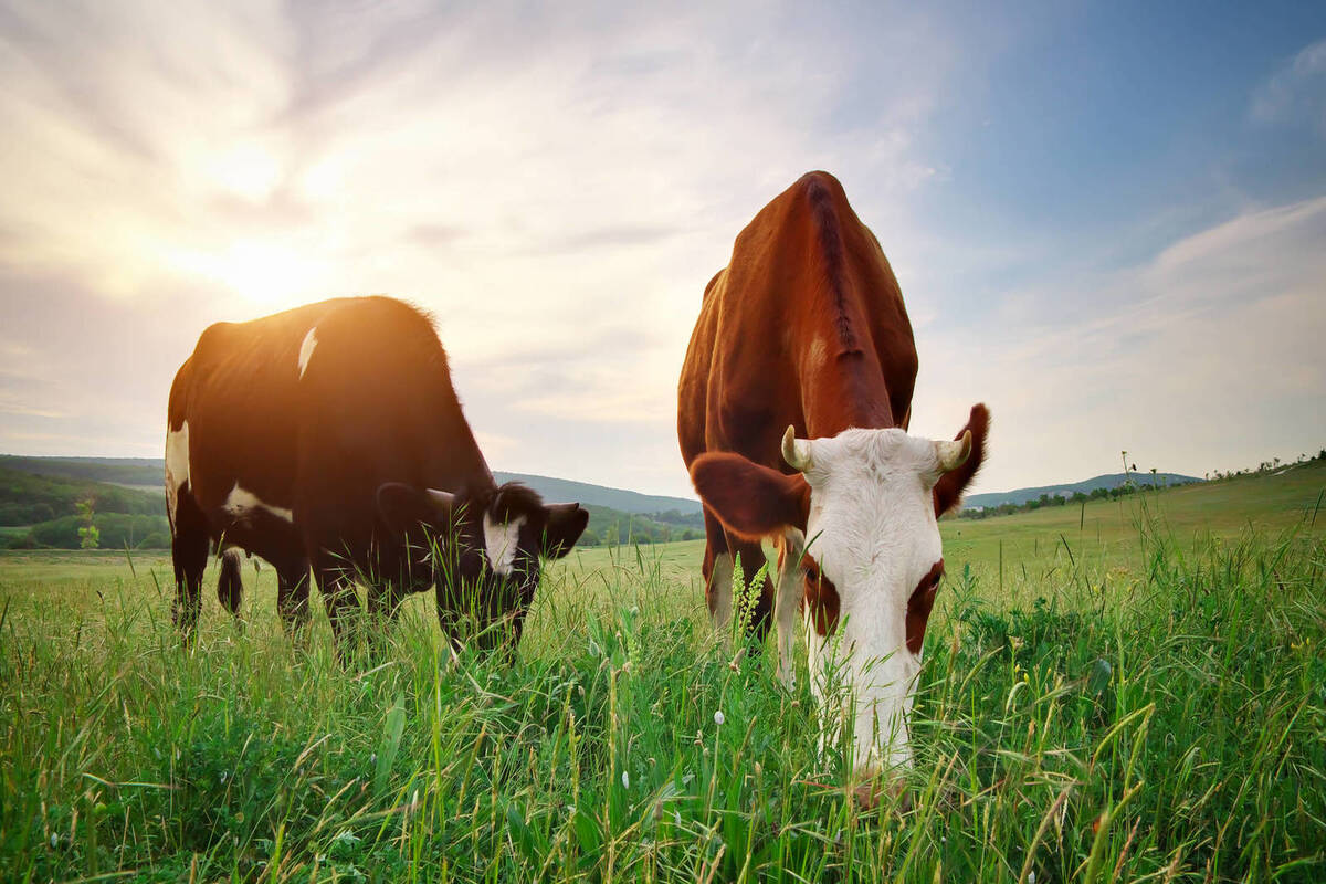 Examinemos C Mo Las Vacas Son Capaces De Comer Pasto Minuta Agropecuaria