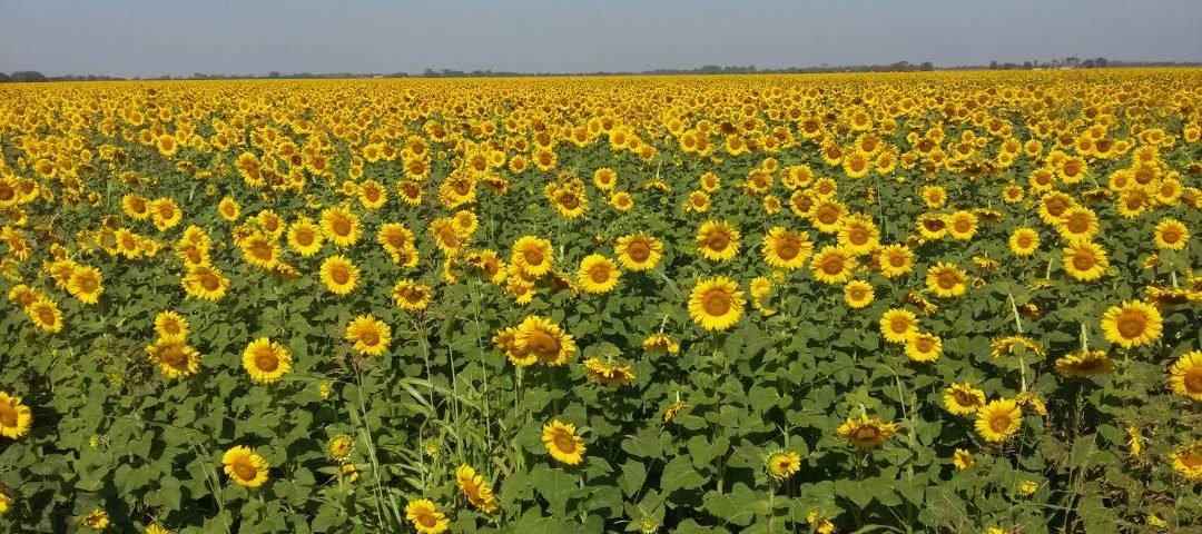 Falta de comercialización de cosecha de girasol pone en riesgo próxima  siembra - Minuta Agropecuaria