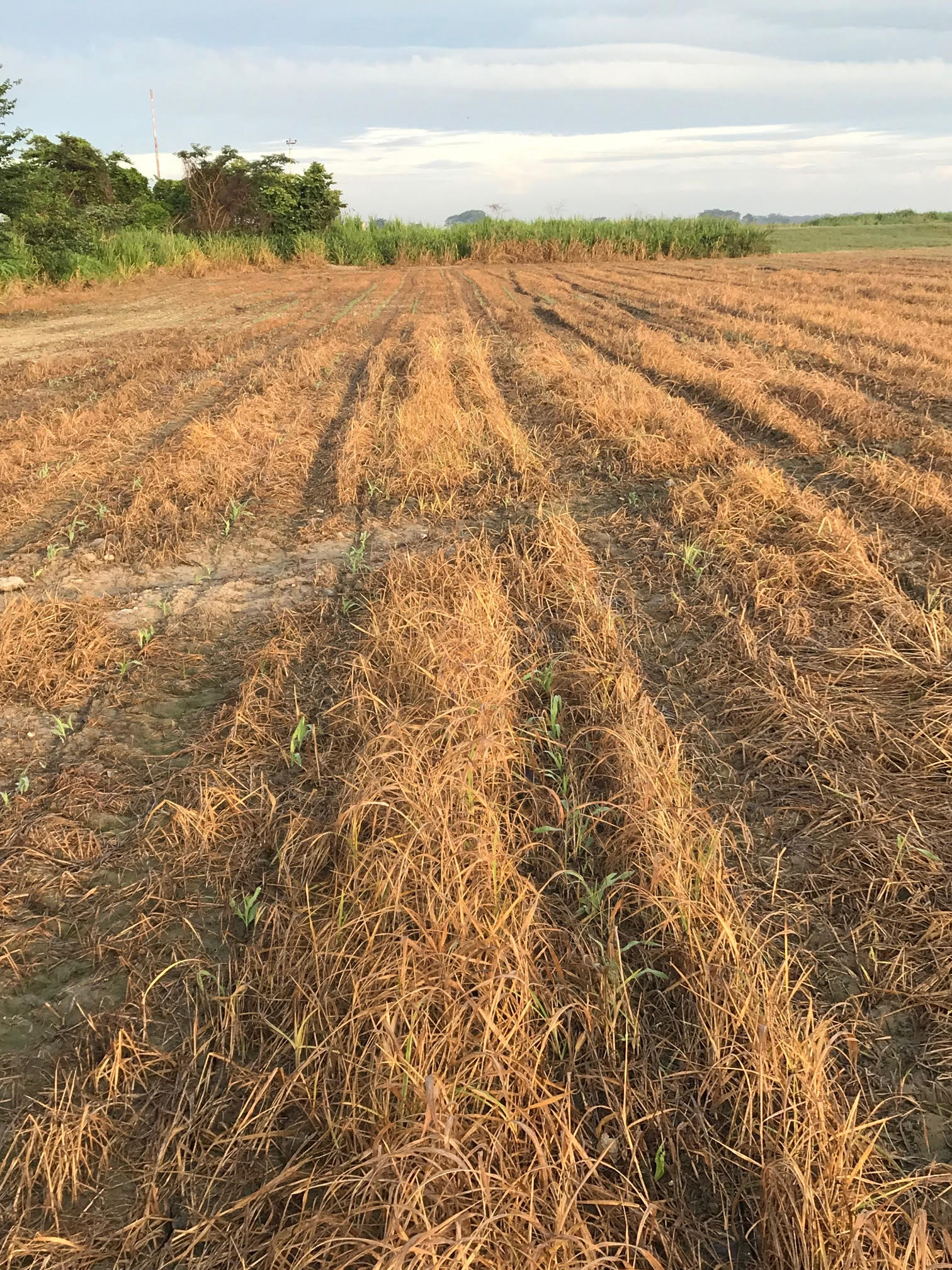 Reportan Perdidas Y Lotes De Ma Z Afectados Por Ataque Del Gusano Cortador Minuta Agropecuaria